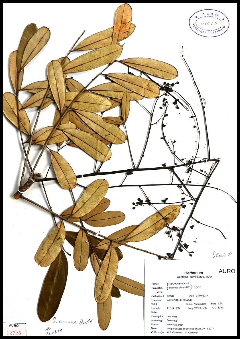 Dry herbarium images